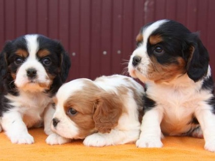 Cum să aibă grijă de copii Cavalier King Charles Spaniel