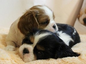 Cum să aibă grijă de copii Cavalier King Charles Spaniel