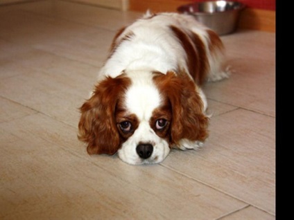 Cum să aibă grijă de copii Cavalier King Charles Spaniel