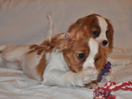 Cum să aibă grijă de copii Cavalier King Charles Spaniel