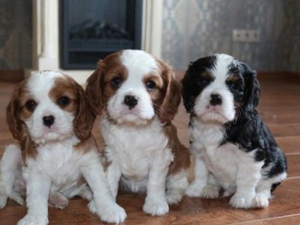 Cum să ai grijă de copii Cavalier King Charles Spaniel