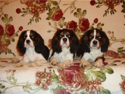 Cum să aibă grijă de copii Cavalier King Charles Spaniel