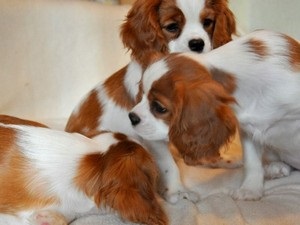 Cum să aibă grijă de copii Cavalier King Charles Spaniel