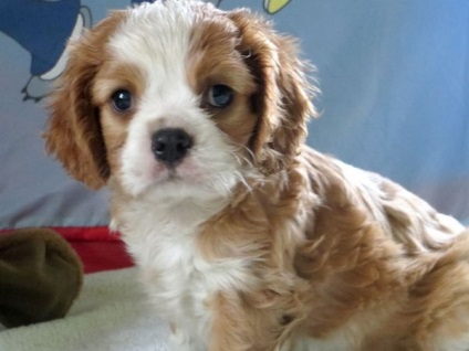 Cum să aibă grijă de copii Cavalier King Charles Spaniel