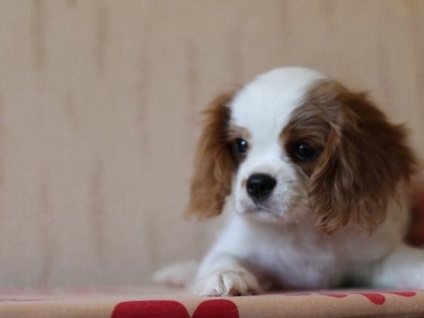 Cum să aibă grijă de copii Cavalier King Charles Spaniel