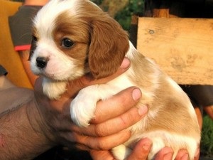 Cum să ai grijă de copii Cavalier King Charles Spaniel