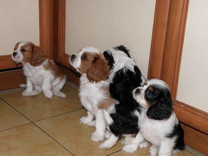 Hogyan törődjünk a Cavalier King Charles Spaniel gyerekekkel?