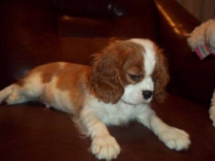 Cum să aibă grijă de copii Cavalier King Charles Spaniel