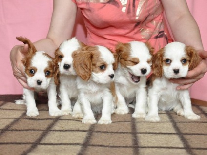 Cum să aibă grijă de copii Cavalier King Charles Spaniel