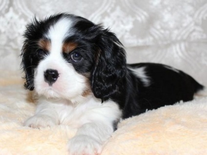 Cum să aibă grijă de copii Cavalier King Charles Spaniel