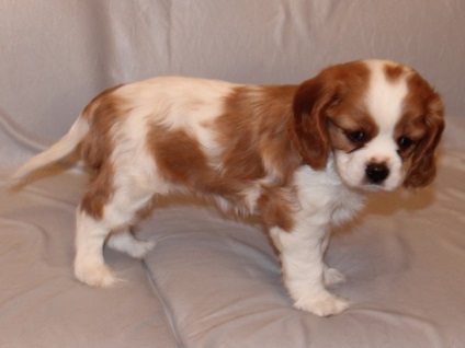 Cum să aibă grijă de copii Cavalier King Charles Spaniel