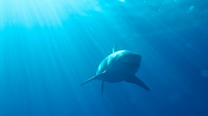 Cum să supraviețuiești atacului de rechini