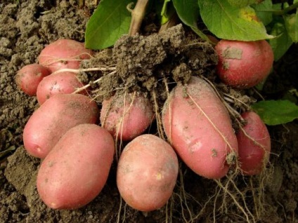 Cartofi rosar descrierea soiului, îngrijire deplină, de la plantare la recoltare