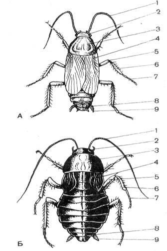 Clasă de insecte