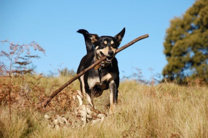 Kutyákon a kullancsokat megvédeni a fül atkjaitól permetezéssel, drogokkal