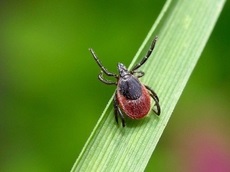 Kutyákon a kullancsokat megvédeni a fül atkjaitól permetezéssel, drogokkal