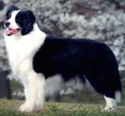 Nume de nume pentru Pekingese - rase de câini