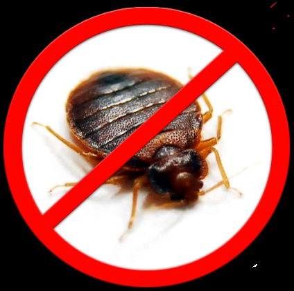 Bedbug-uri și distrugerea lor în casă
