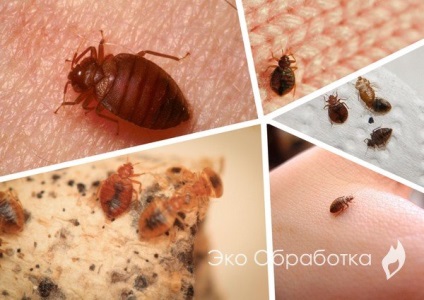 Bedbug-uri și distrugerea lor în casă