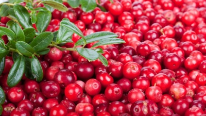 Cranberries și afine au fost folosite de la multe boli încă din antichitate