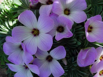 Flori domestice cu nume și fotografii cu plante bulbice