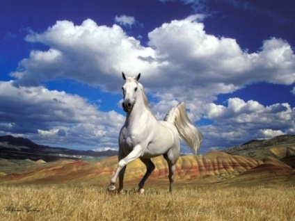 Cal în cultura cazacă - un cal în cultura cazacă - cultură - catalog de articole - site-ul oficial