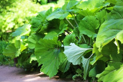 Burdock proprietati utile si contraindicatii