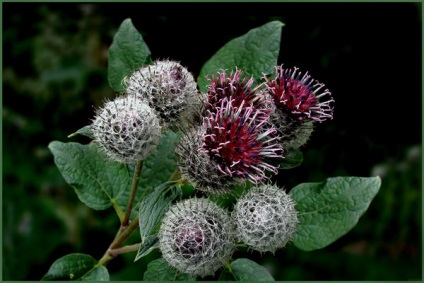 Burdock proprietati utile si contraindicatii