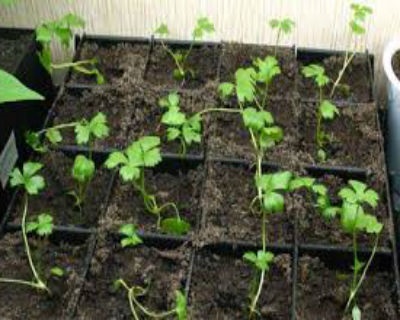 Rădăcină de țelină - cultivare, curățare și depozitare