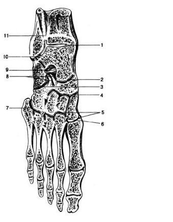 Aparat osteoarticular pentru picioare