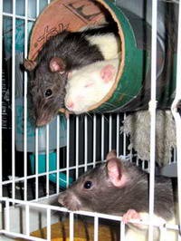 Patkány díszítő (díszes patkány) - fajták, átlagárak, óvodák, tenyésztők ajánlása