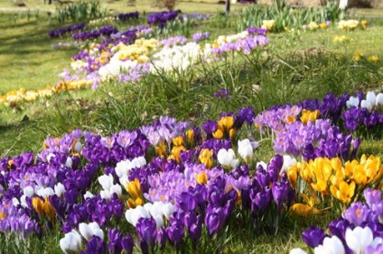 Caracteristicile crocus (crócus) de îngrijire, cultivare, forțare