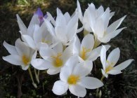 Caracteristicile crocus (crócus) de îngrijire, cultivare, forțare