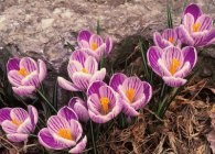 Caracteristicile crocus (crócus) de îngrijire, cultivare, forțare