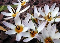 Caracteristicile crocus (crócus) de îngrijire, cultivare, forțare