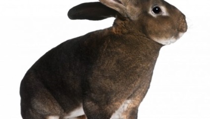 Rabbit breed rex fotografie, tipuri, recenzii