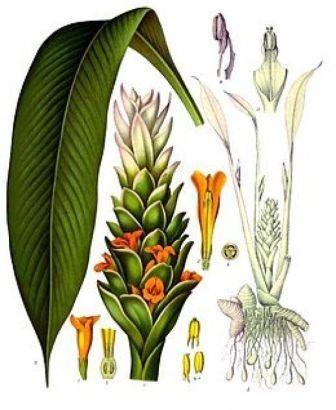 Turmeric, tratament cu curcuma