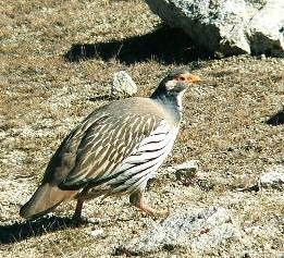 Partridge, prepeliță și alte păsări de pui
