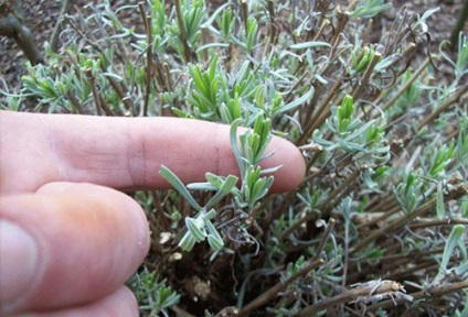 Lavanda plantare și de îngrijire în aer liber în grădină