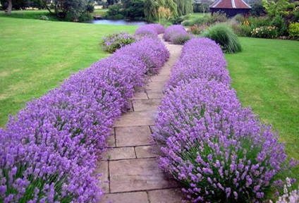 Lavanda plantare și de îngrijire în aer liber în grădină