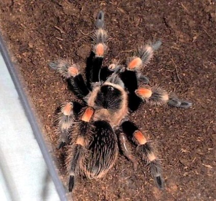 Moult, theraphosidele (tarantulele) ale lumii