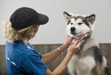 Multing la câini - normă sau patologie, articole