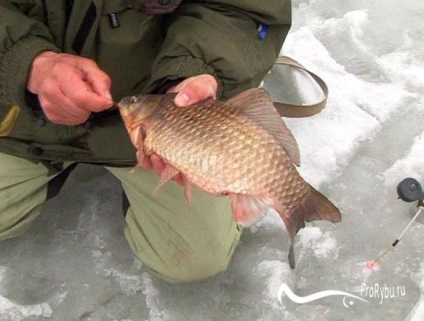 Capturarea de crap crucian în timpul iernii pe mormyshku și float