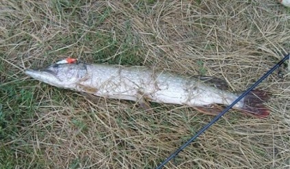 Pike de pescuit pentru filare în toamnă în septembrie, octombrie, noiembrie