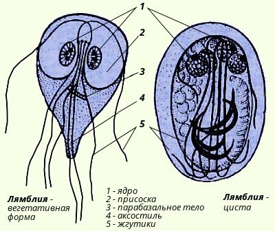 Lamblii în simptomele hepatice la adulți și copii, poze cum să se trateze