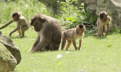 Rhesus macaque - a világ legagresszívabb macaqueja