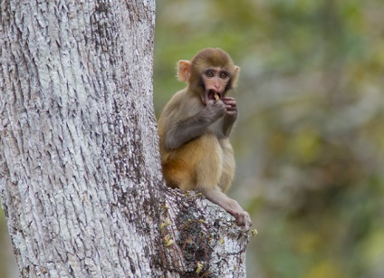 Rhesus macaque - a világ legagresszívabb macaqueja