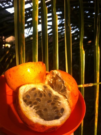 Passion fruit - beneficiile frumusetii, magazinul online batik-shop - cosmetica bali