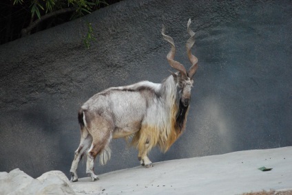Marhur este un capră de munte din familia poloroidelor