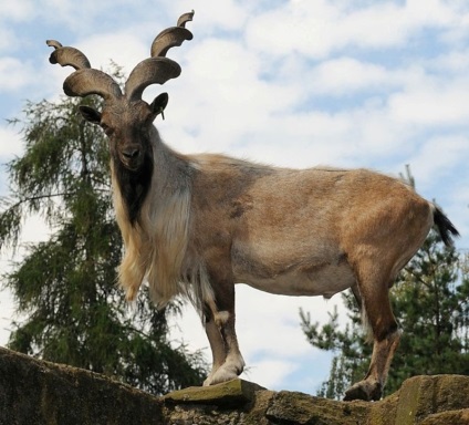 Marhur este un capră de munte din familia poloroidelor